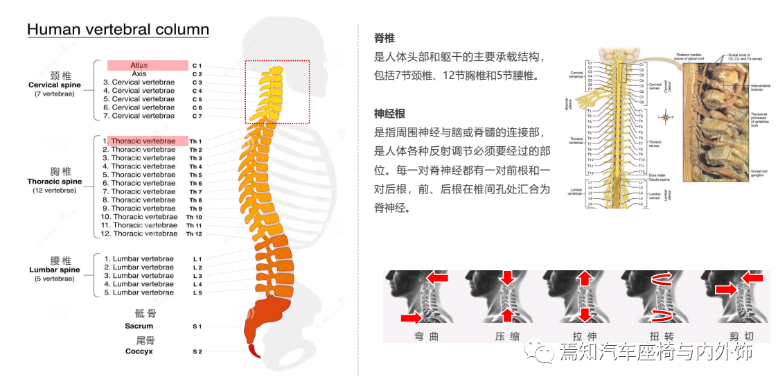 乘员颈部伤害评价与鞭打试验分析4